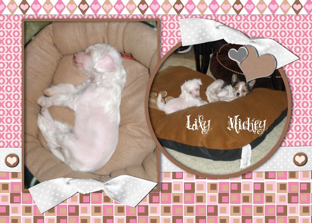 Sakkarra New Years Litter- Lily White