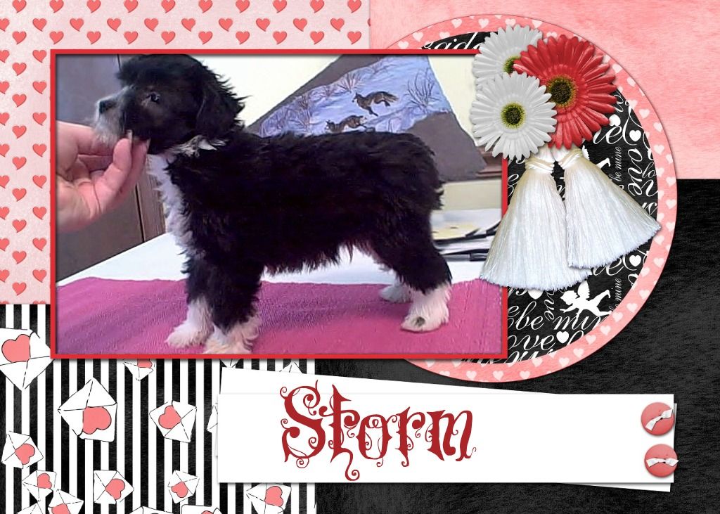 Sakkarra New Years Litter- Storm