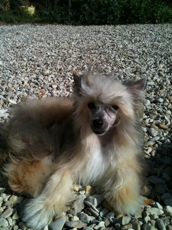 Graine d'Ange de L'Orée des Rêves