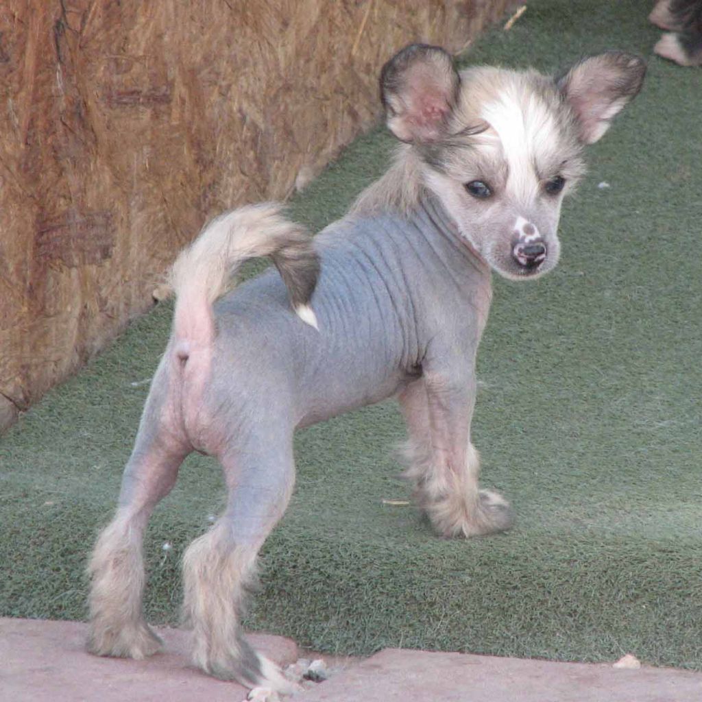 Crest-Vue's Shock'N Ahh