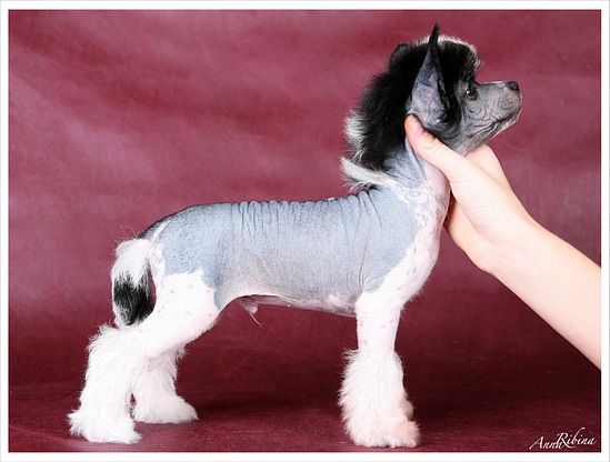 Dogland Happy Hunter Best