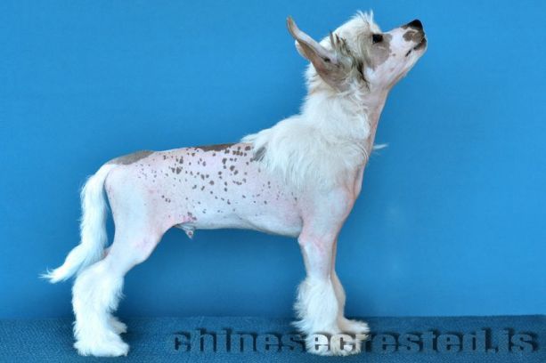 Practical Hero Far Fetched