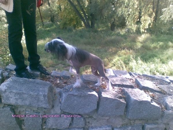 Meri Sain Zarskaia Prihot'