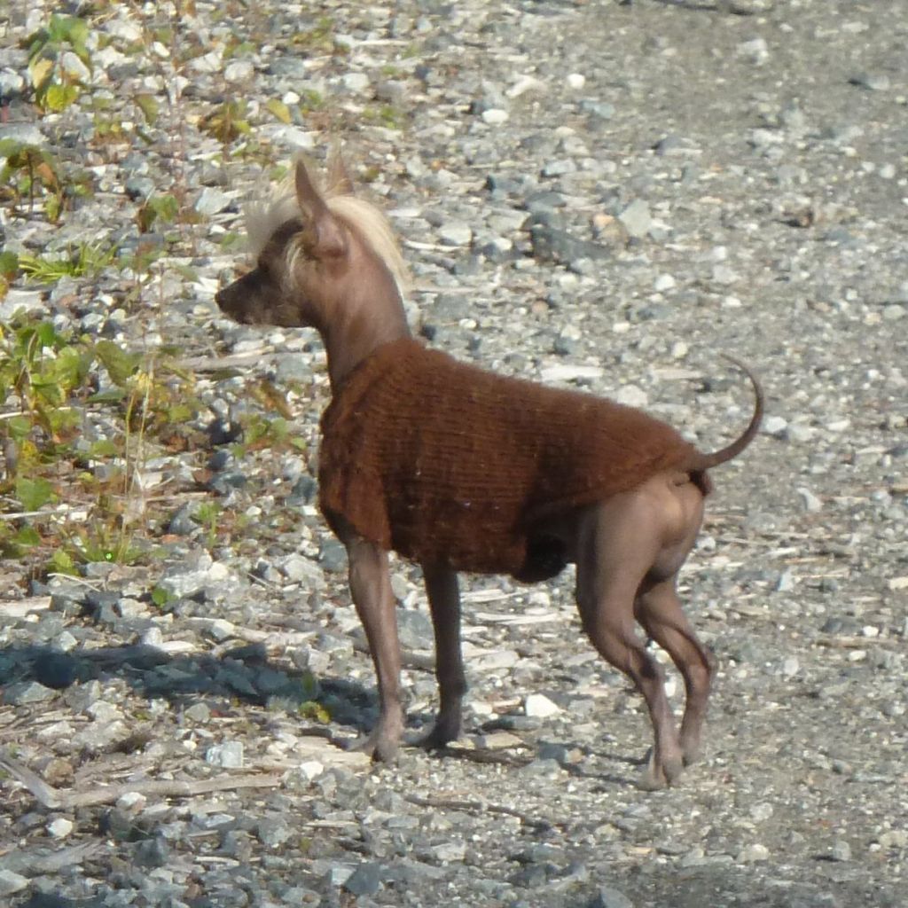 Stintans Scorpion King