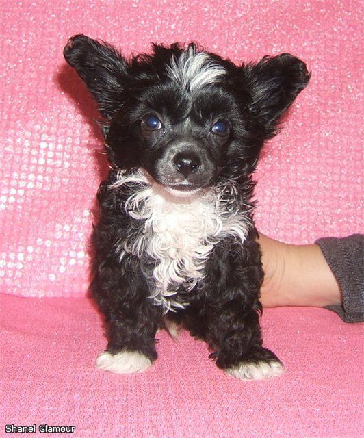 Shanel Glamour Las Vegas