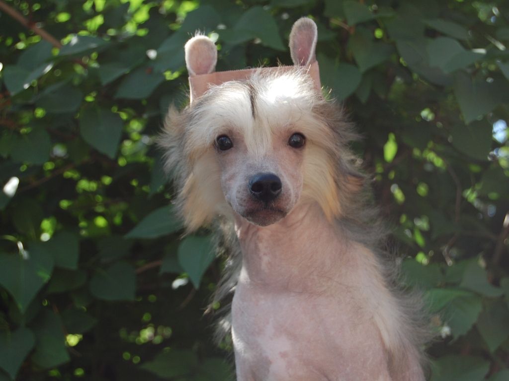 True Magnifisen Introvert