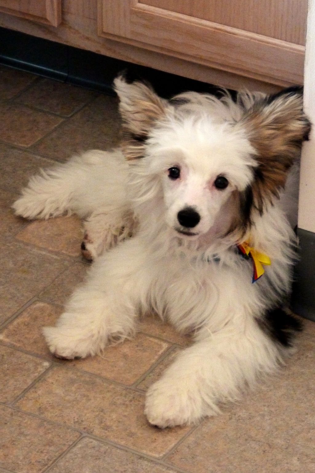 Sakkarra  Downtown Charlie Brown