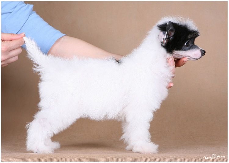 Dogland Happy U My Hope