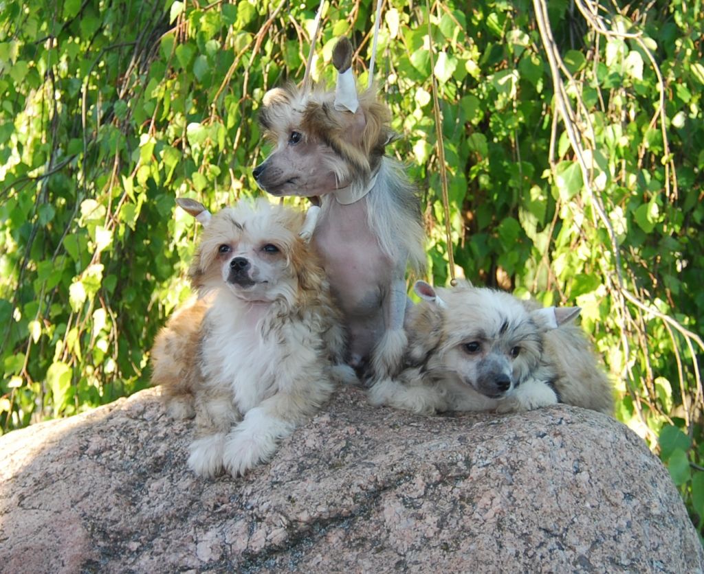 Havanna Exotic Dinaburg