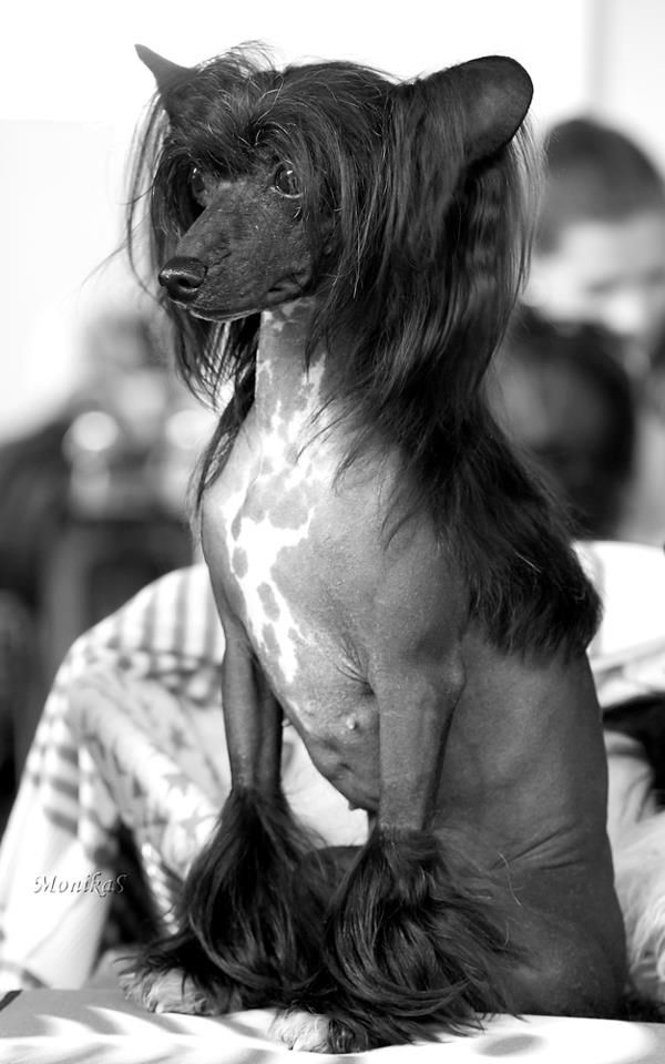 Bossa Nova Avokaduh Lane