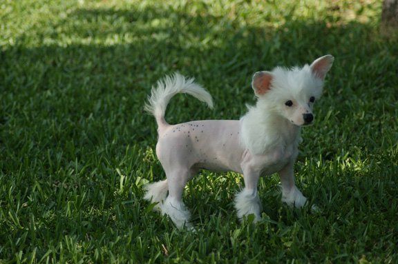 Jewels Lost Innocence