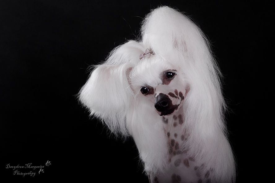 Bi-lav Plus Koroleva Margo