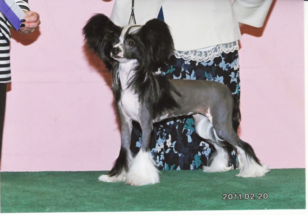 Vanitonia Cookie Dough