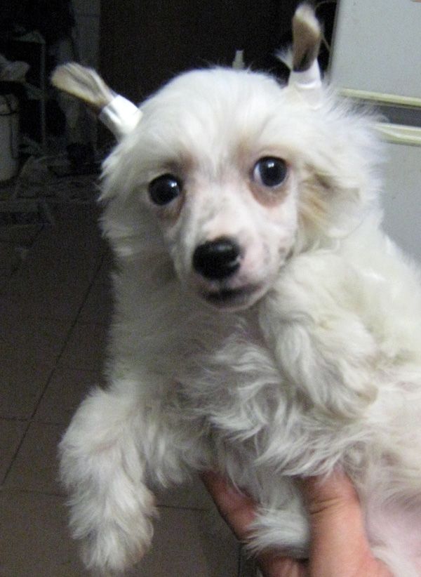 Alvine Band E-Mail Happy Tail