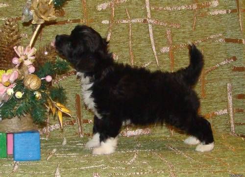 Vidvajniy Vatazhok iz Hohlyandii