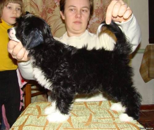 Vunderkind Volohatyi iz Hohlyandii