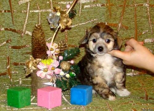 Velikiyi Vitivnik iz Hohlyandii