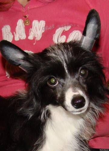 Rus Foreva Taina Schastiya