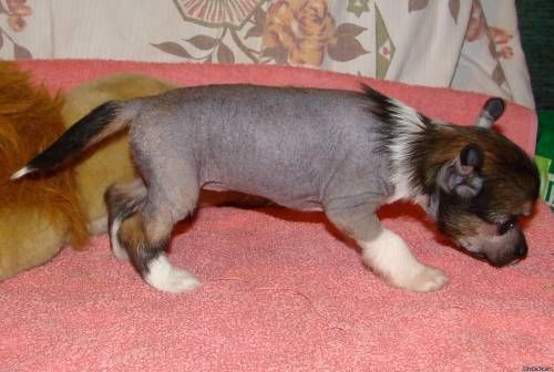 Rus Foreva Teorema Uspeha