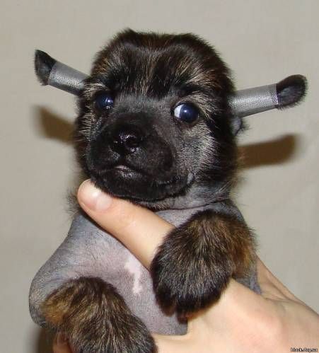 Graf Potiomkin iz Hohlyandii