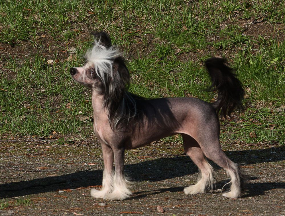 Xtra Bold Copperplate