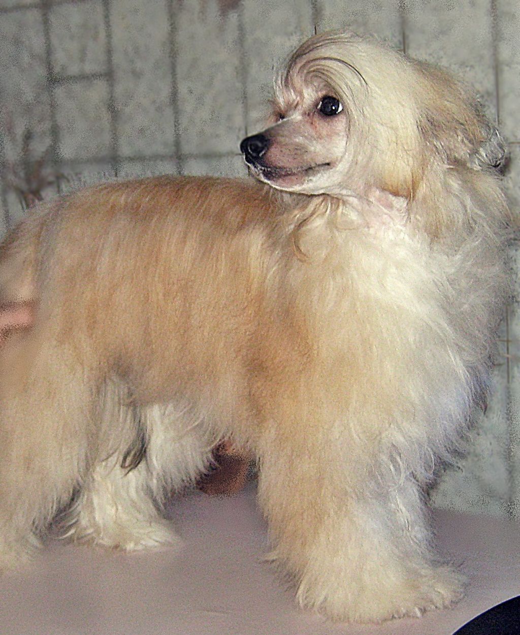 Sarbonna Iz Muzyki _Vetra 