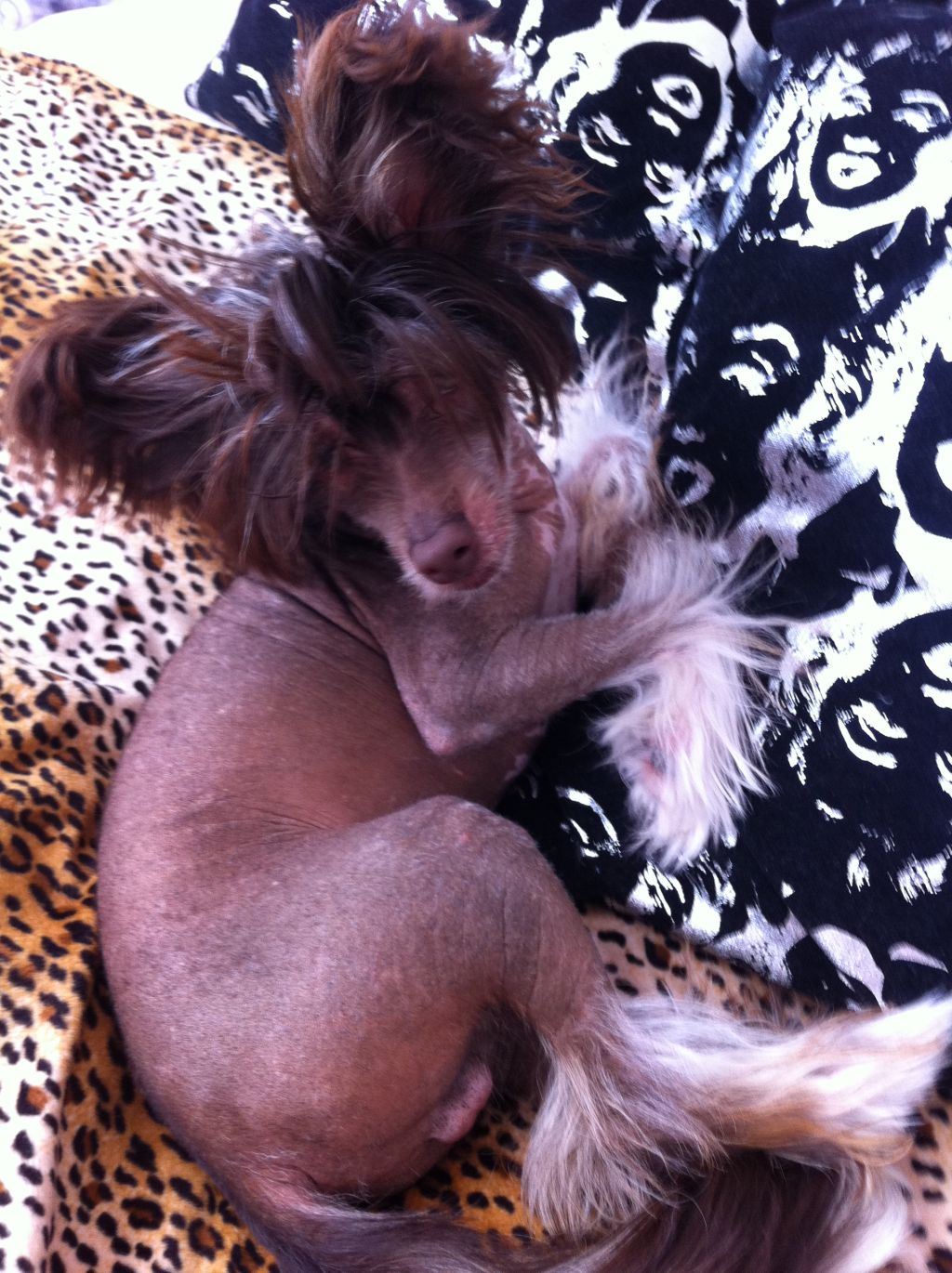 Dashing Draconian Dream