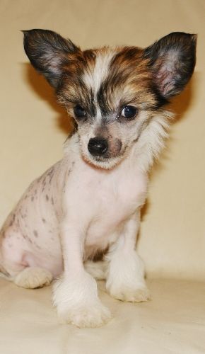 Amazing Anakin Angel