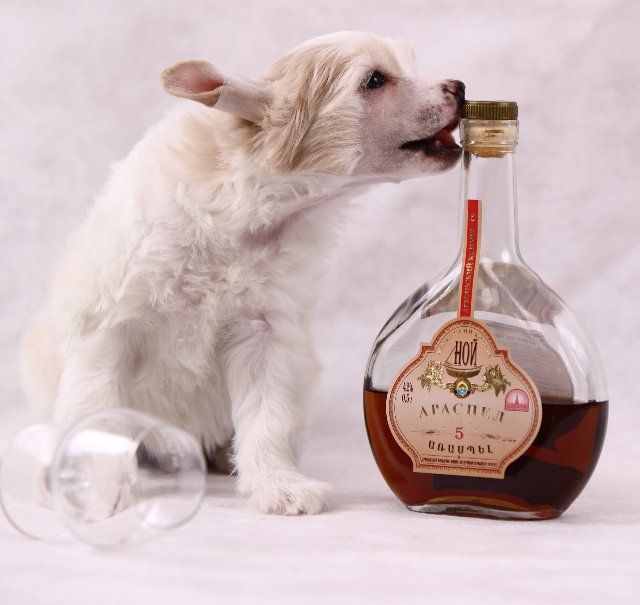 Olegro Katrin Caress Cloud