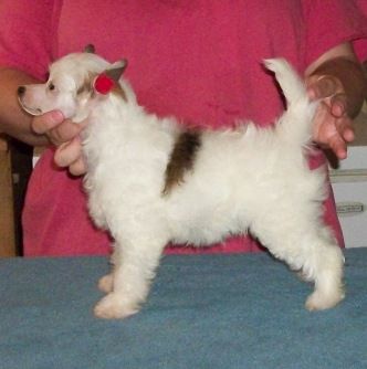 Mosaic's Sweetest Kisses