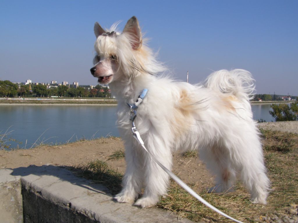  Lovely Moonlight O'Vamos