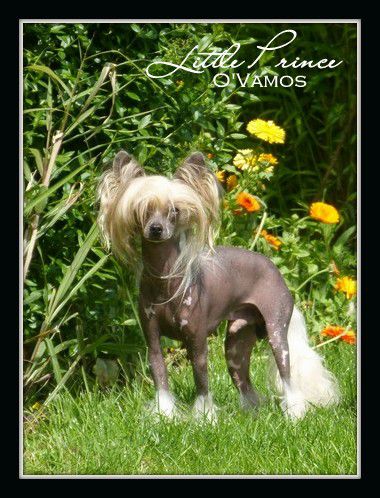 Little Prince O'Vamos