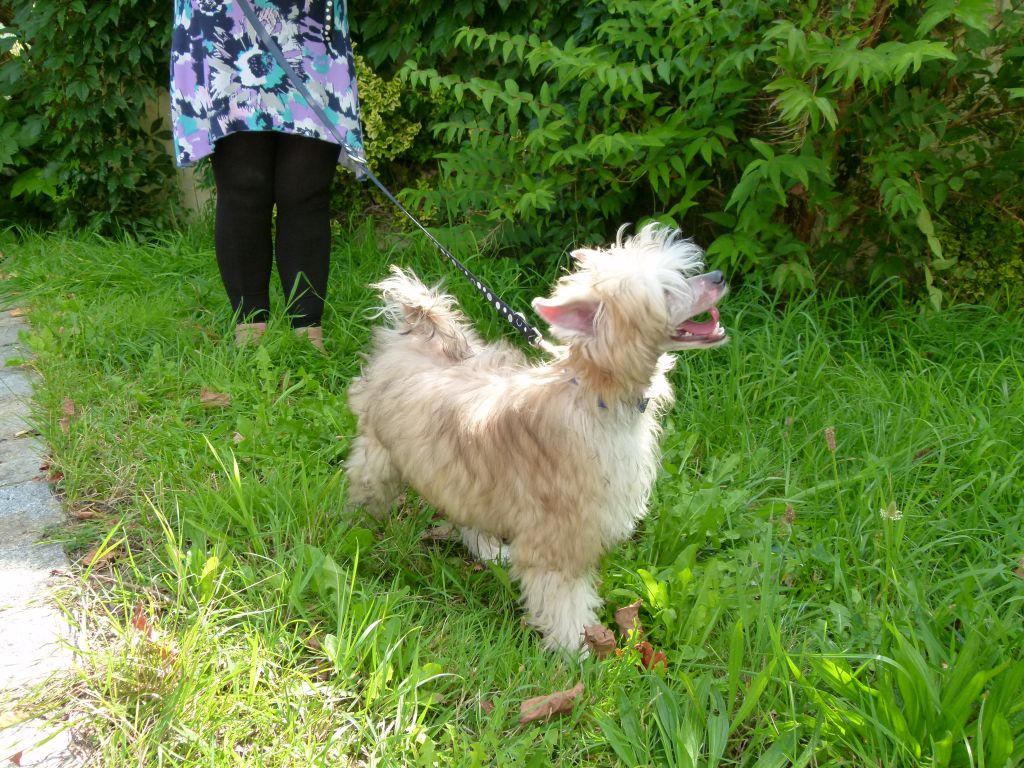 Barcley von Dolce Diamante