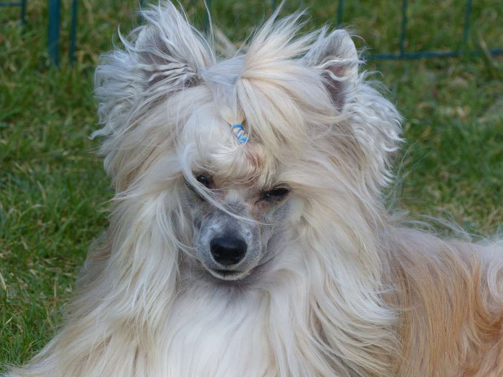 Babalou von Dolce Diamante