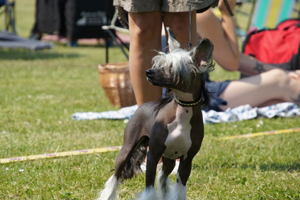 Ying Yang's Be a Lion