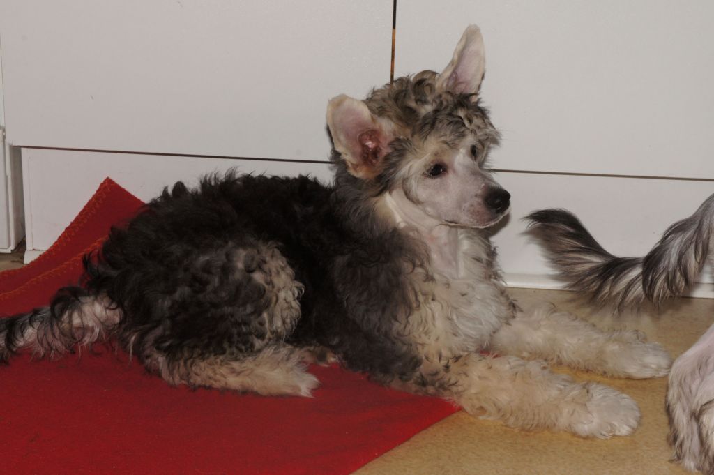 Ying Yang's Boom Boom Pow