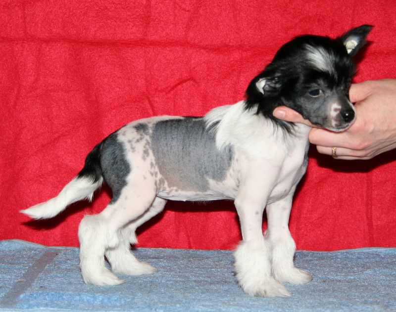 Dragon Moon Flames Of The Night