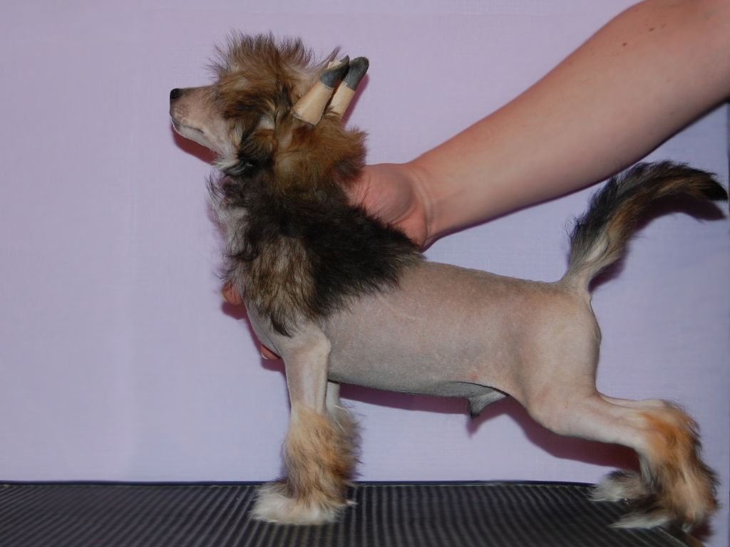 True Magnifisen Captain Power