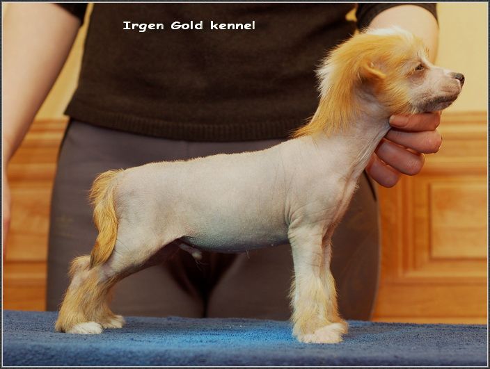 Irgen Gold Vermont