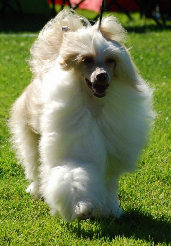 Tailswing's Day Tripper