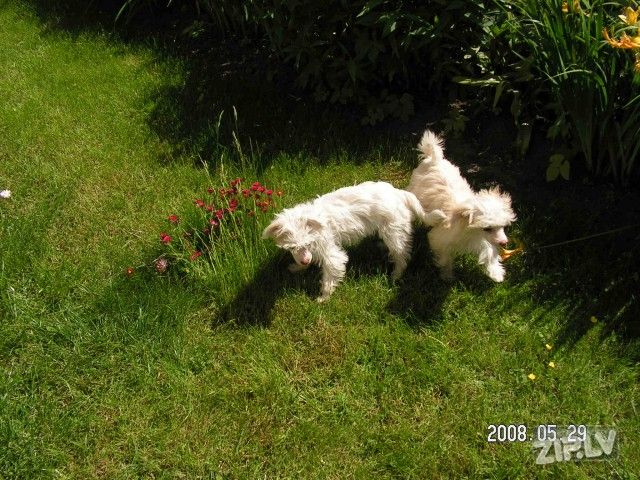 B...Felicity Mitau PP Female