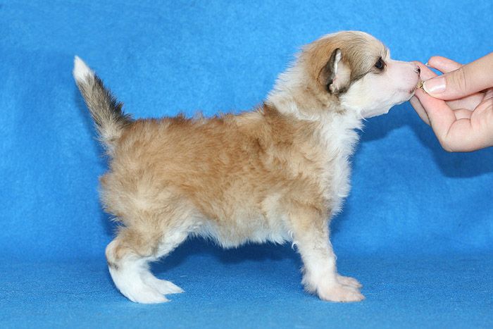 Status Imperial Never Give Up