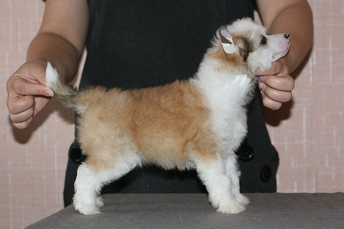 Status Imperial No Problem