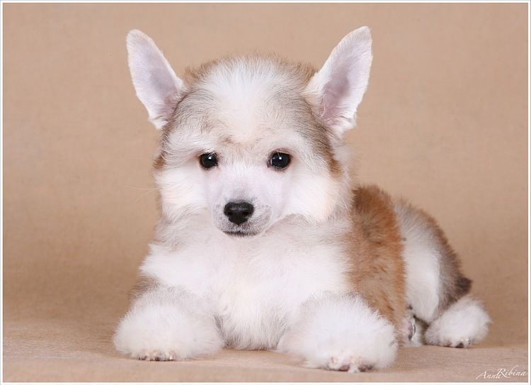 Dogland Happy Able Man