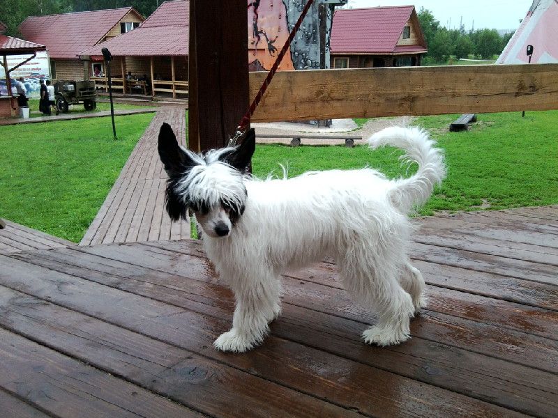 Naimuluna Line Uitni Star