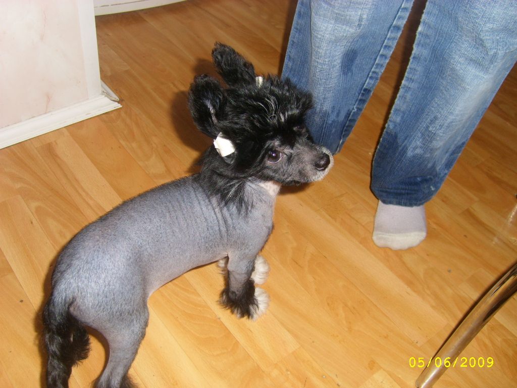 Vivat Verita from Mitau