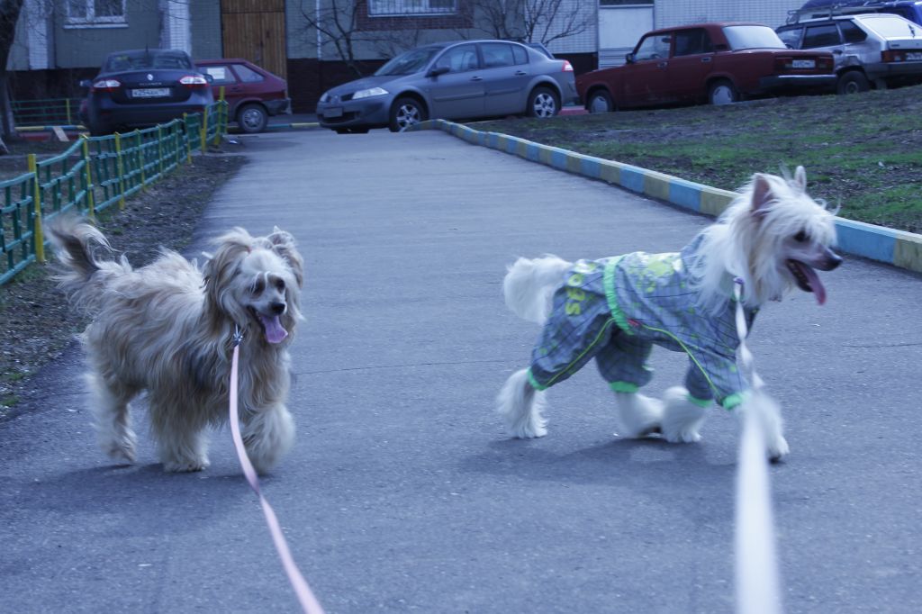 Zlato Dinastii Nevin Invincible