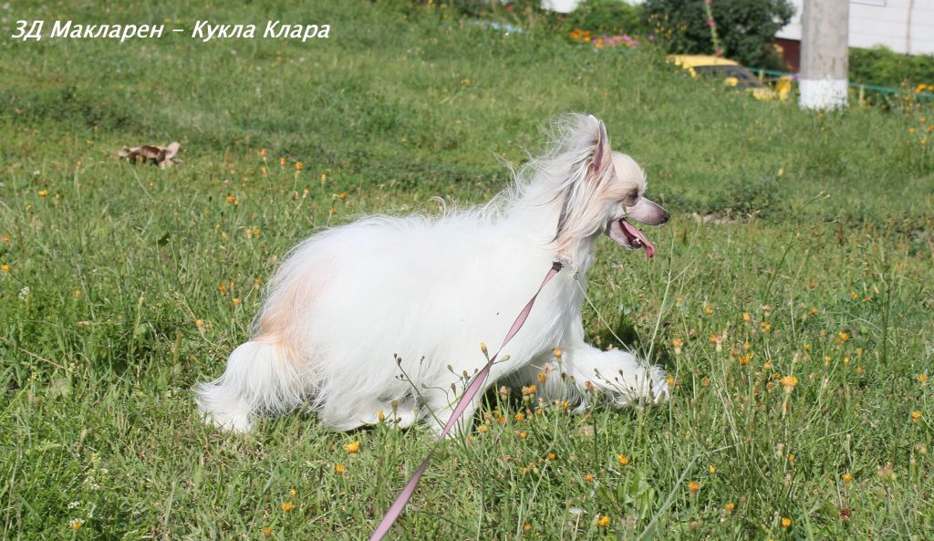 Zlato Dinastii Mclaren