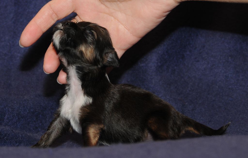 Zlato Dinastii Nika Viktory