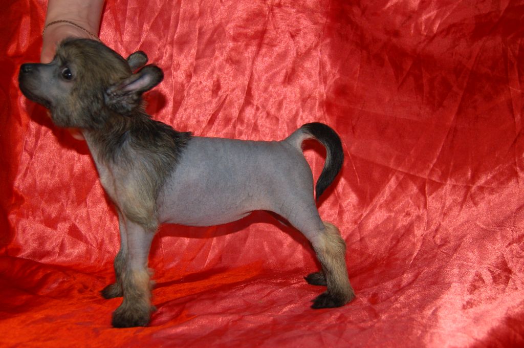 Diadem Brilliant Light